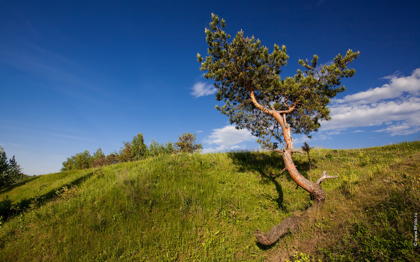 фотограф Строганов Алексей  http://www.BFoto.ru